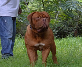 Conan, male doguedebordeaux breed