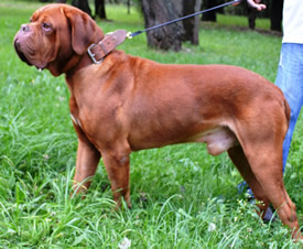 Oscar aka Hulk main full shot image, male doguedebordeaux breed