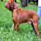 Oscar aka Hulk grass image, Male dogue de bordeaux 