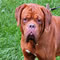 Oscar grass image, Male dogue de bordeaux 